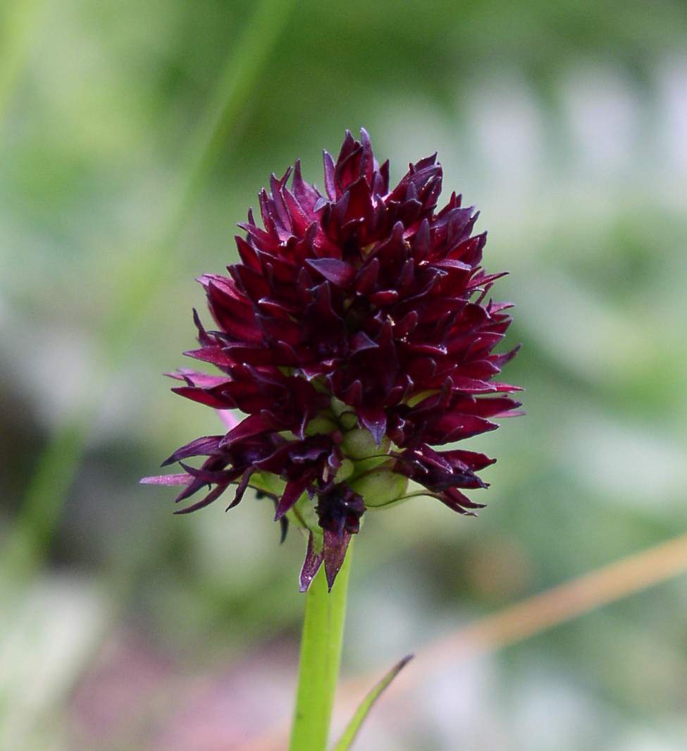 Orchis morio, Orchis pallens, Orchis simia, Orchis provincia